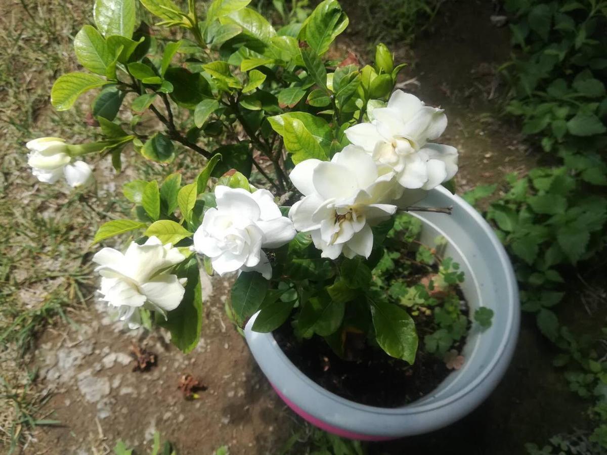 卡拉马塔Rose Garden公寓 外观 照片